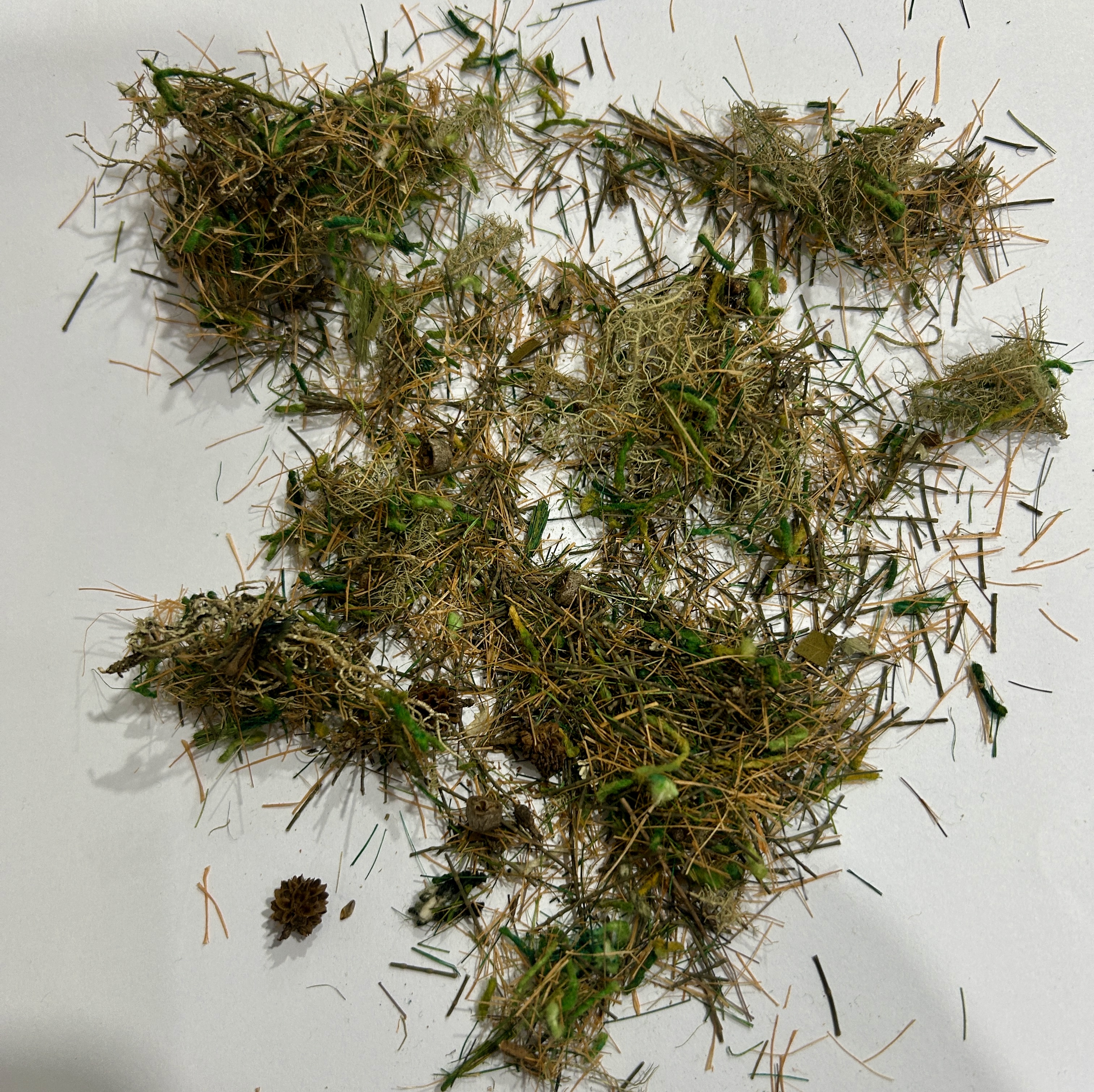 Musgo para preservação e uso em maquetes